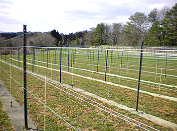 2016年12月からワイン用の葡萄を有機栽培で育てるために苗木周りの防草用として当シートが使われています。